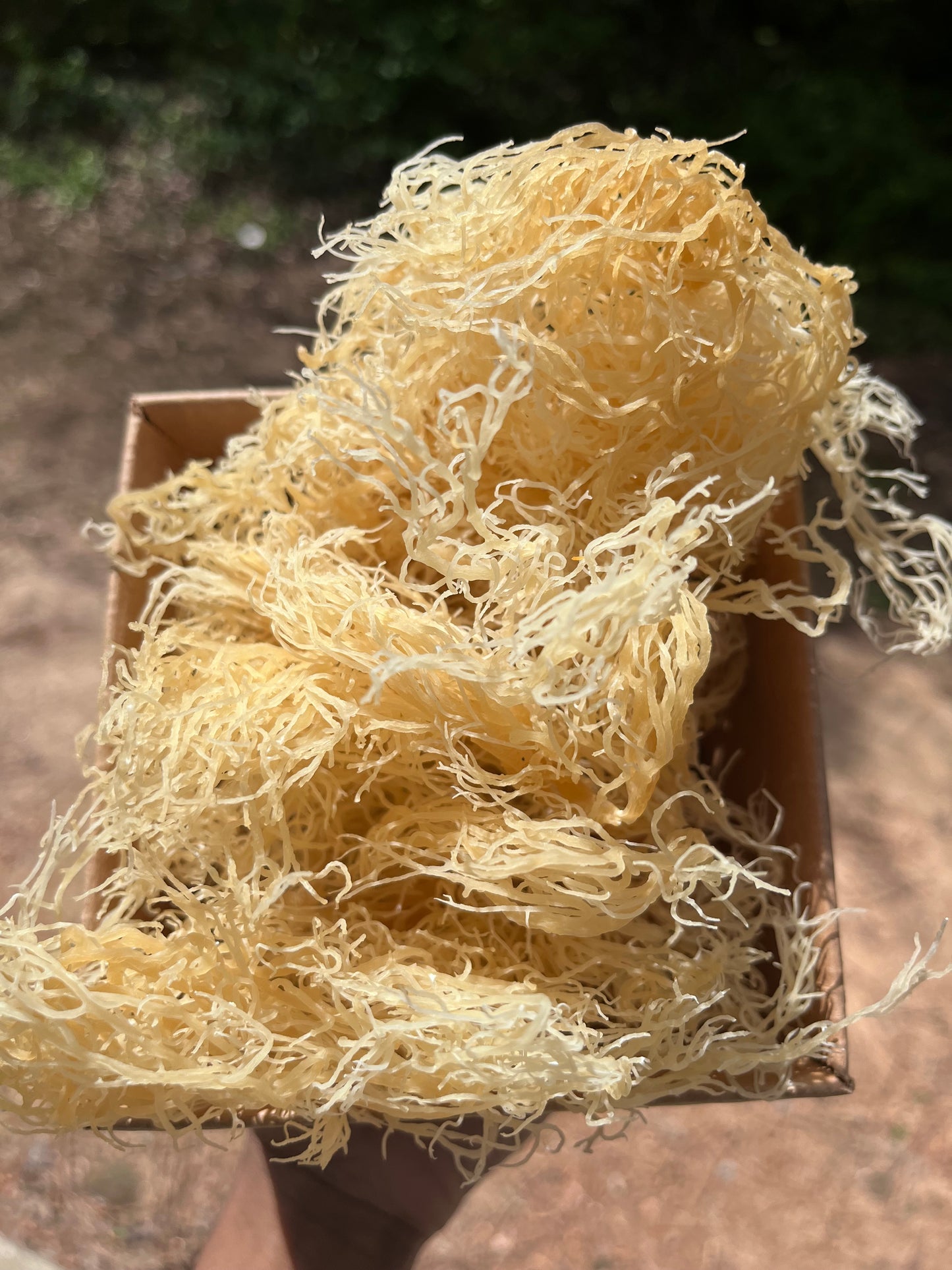 Raw Gold Gracilaria | Sea Moss | Warm Water St. Lucian