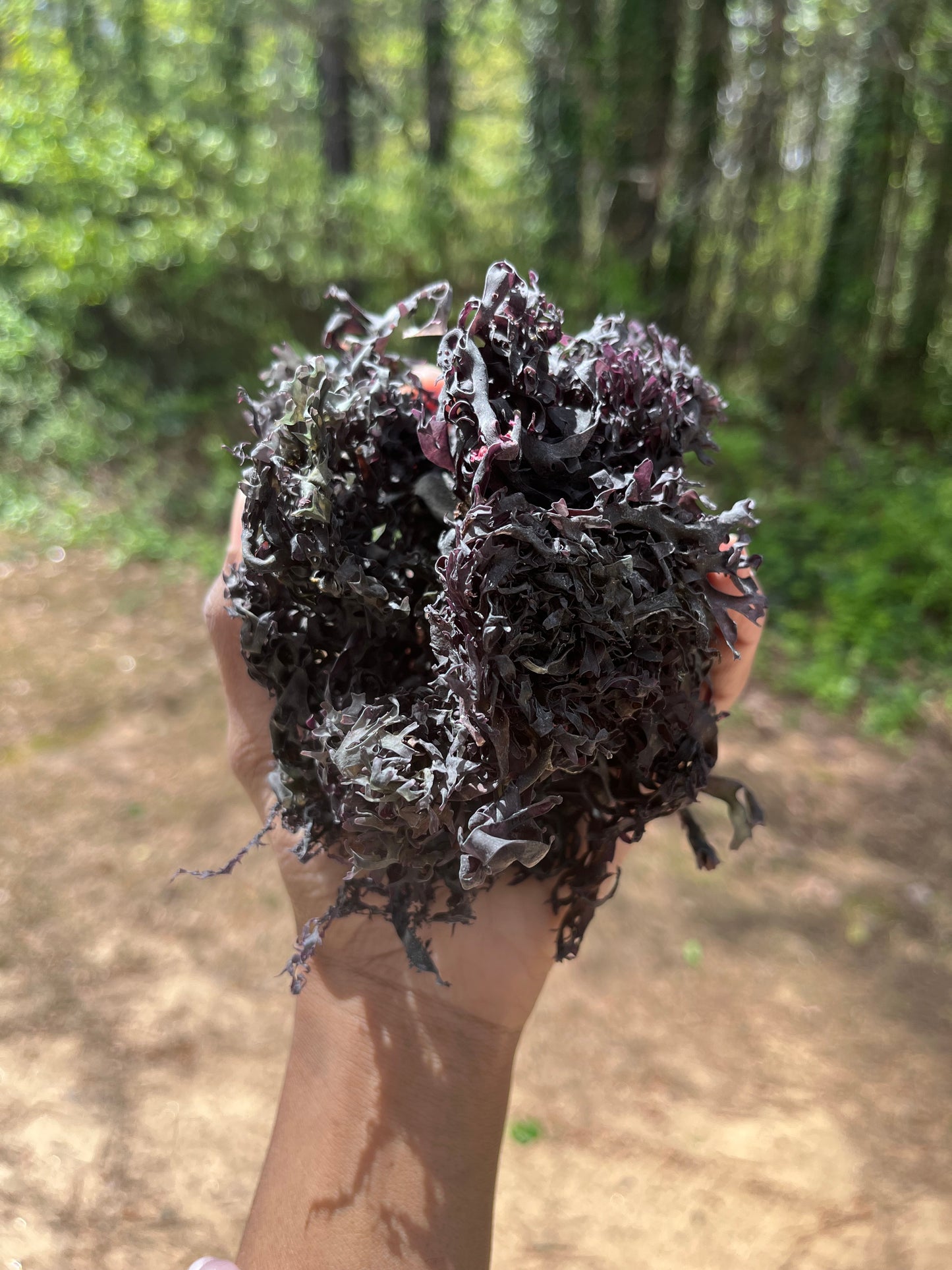 Raw Purple Chondrus Chrispus | Irish Sea Moss | Cold Water Atlantic Ocean