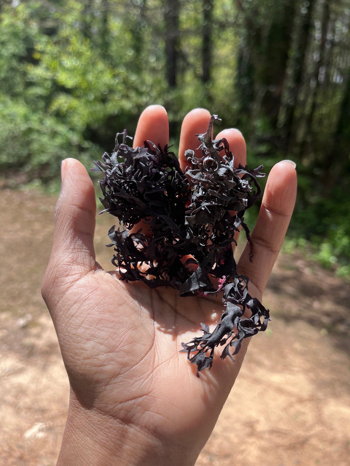 Raw Purple Chondrus Chrispus | Irish Sea Moss | Cold Water Atlantic Ocean