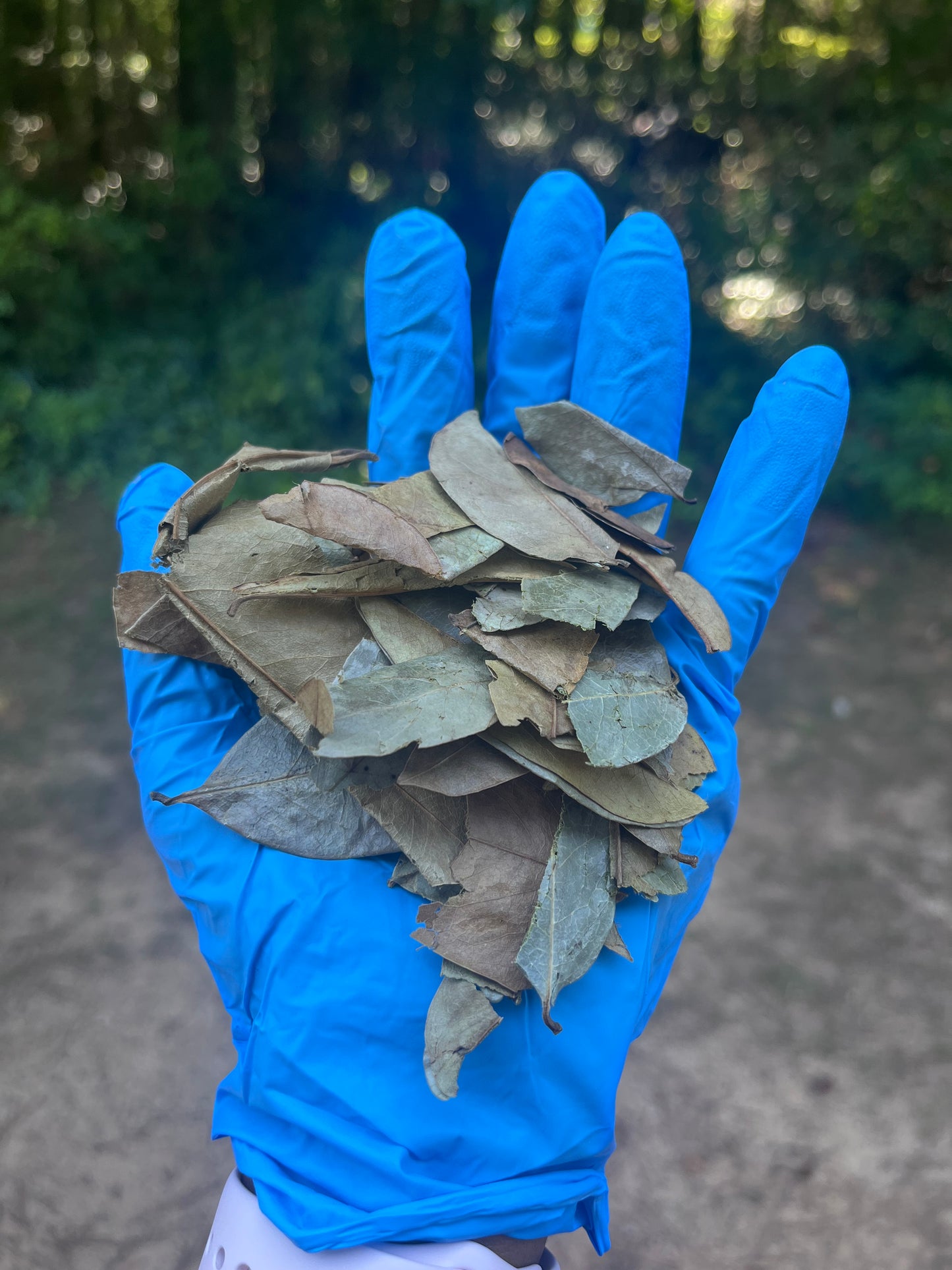 Soursop Leaves