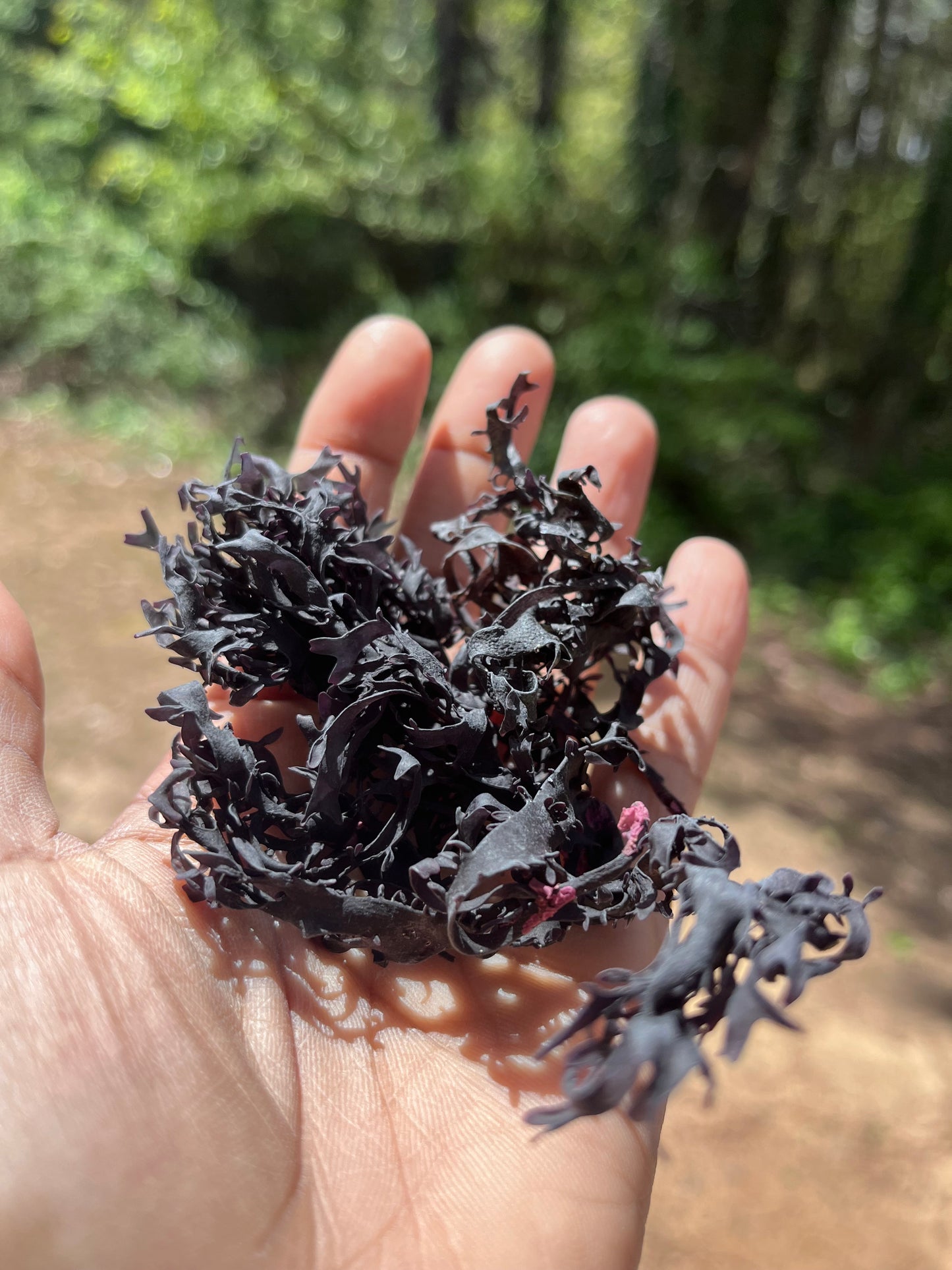 Raw Purple Chondrus Chrispus | Irish Sea Moss | Cold Water Atlantic Ocean