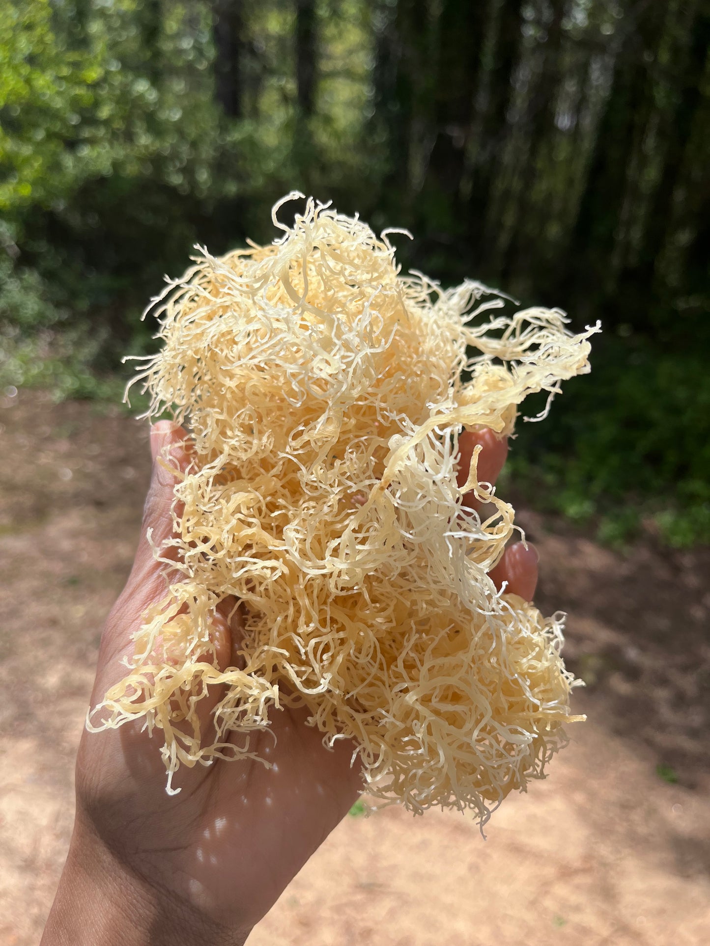 Raw Gold Gracilaria | Sea Moss | Warm Water St. Lucian