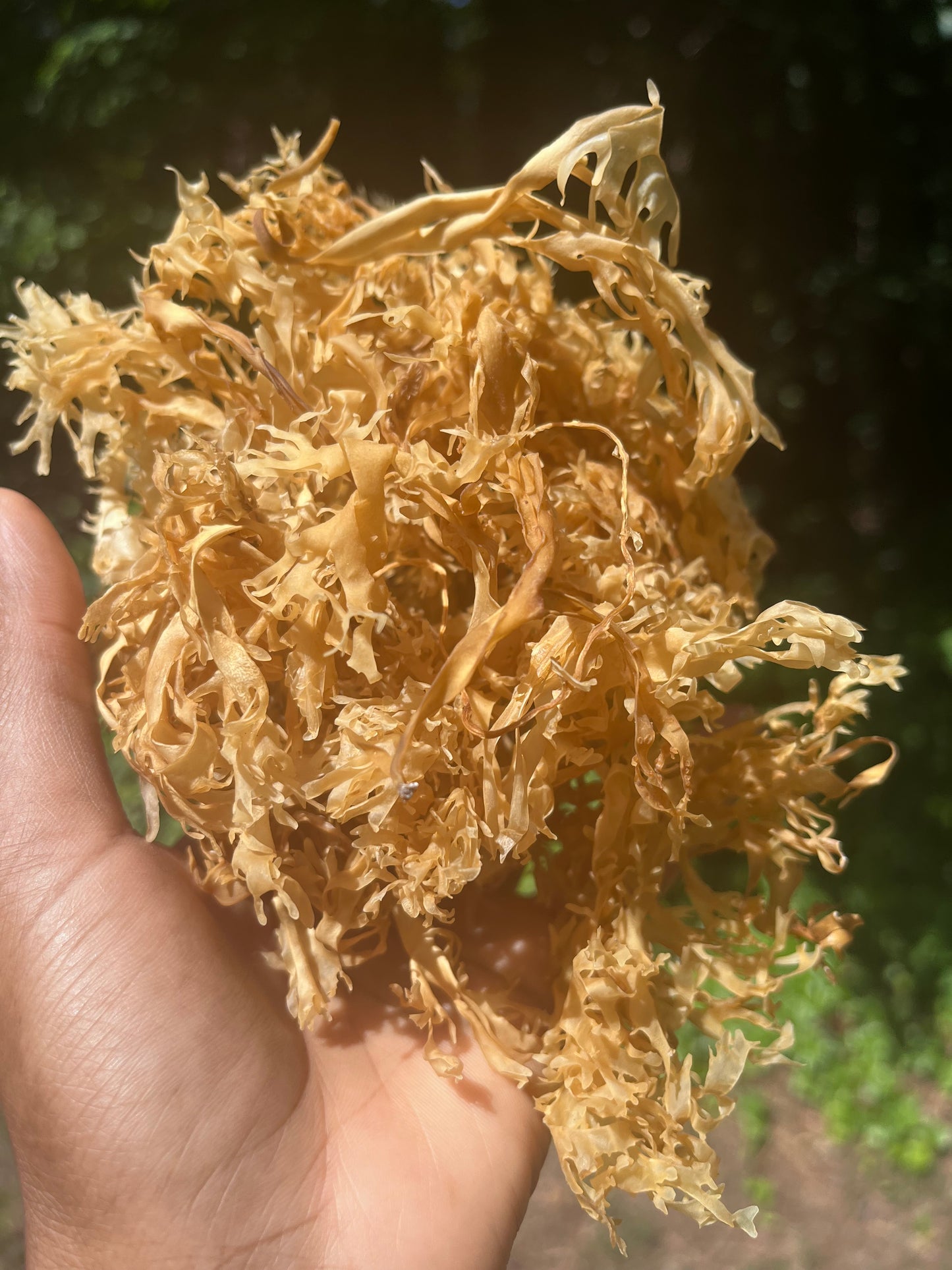 Raw Gold Chondrus Chrispus | Irish Sea Moss | Cold Water Atlantic Ocean