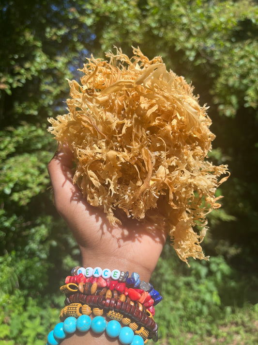 Raw Gold Chondrus Chrispus | Irish Sea Moss | Cold Water Atlantic Ocean