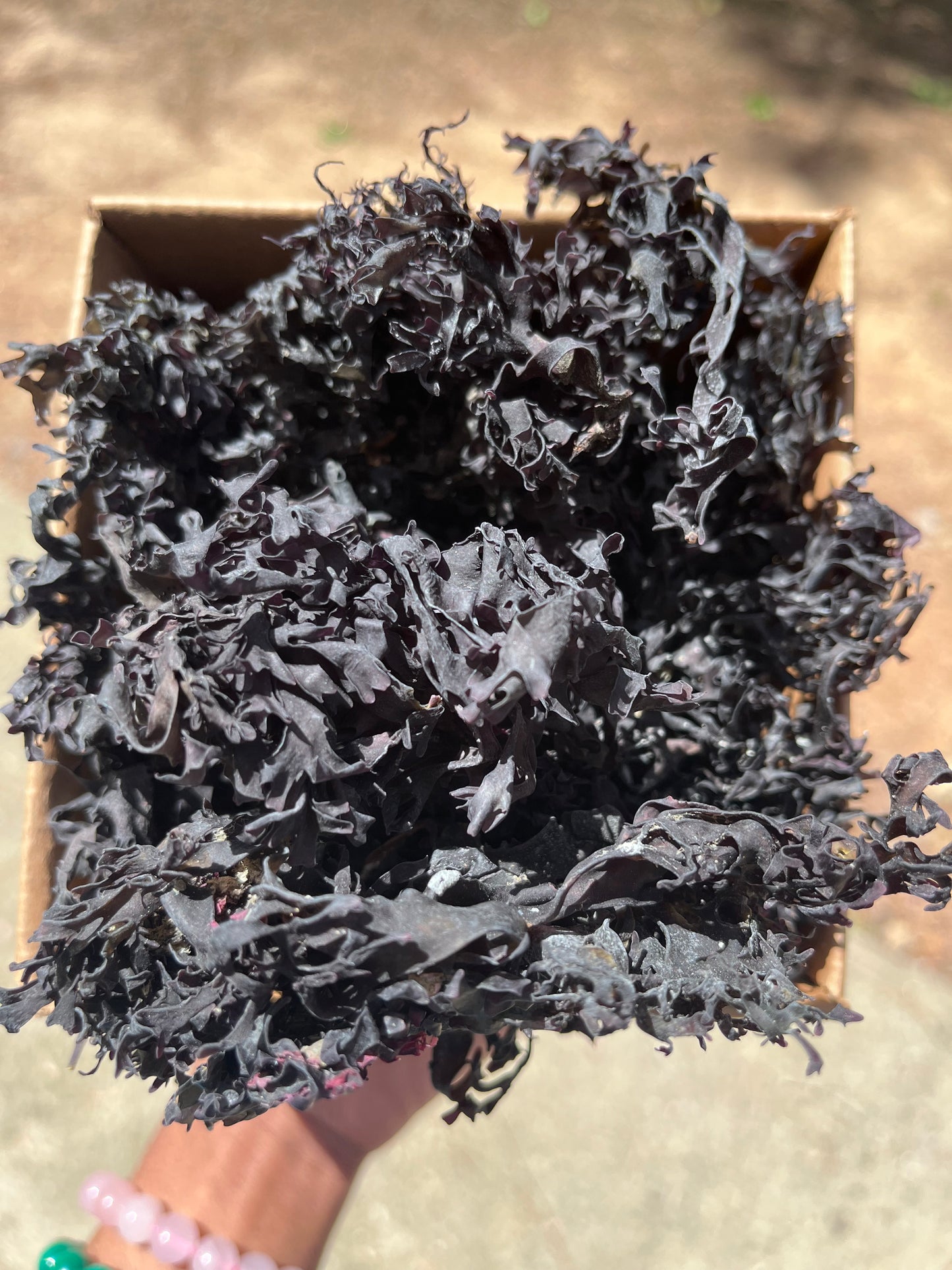 Raw Purple Chondrus Chrispus | Irish Sea Moss | Cold Water Atlantic Ocean