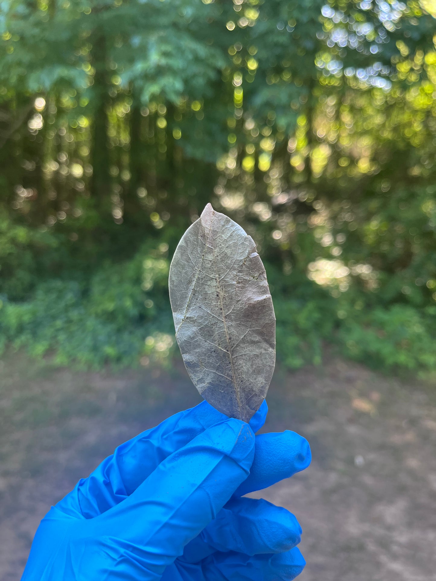 Soursop Leaves