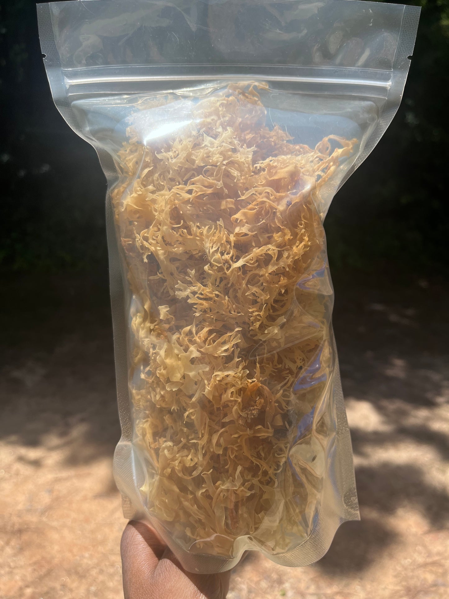 Raw Gold Chondrus Chrispus | Irish Sea Moss | Cold Water Atlantic Ocean