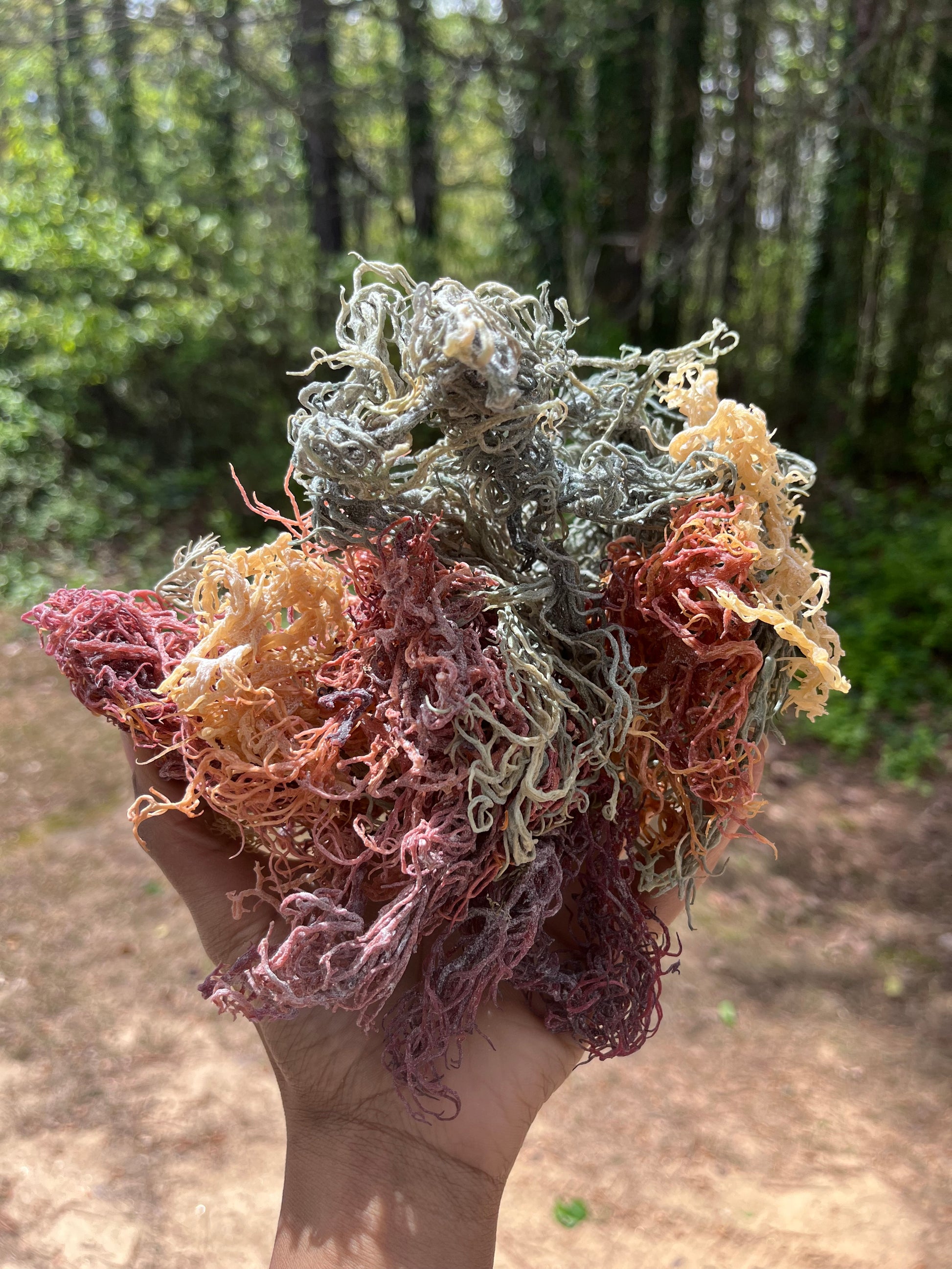 Full Spectrum St. Lucia Sea Moss – raw, natural seaweed harvested from the pristine waters of St. Lucia