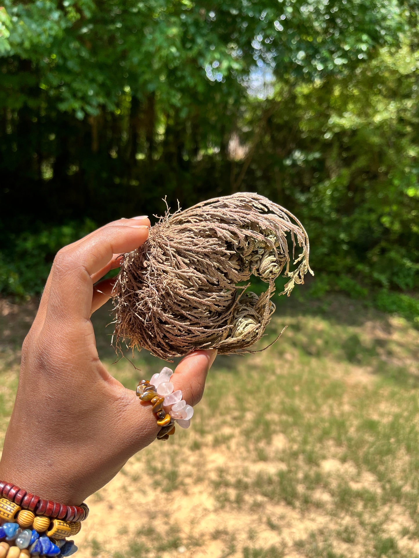 Rose of Jericho