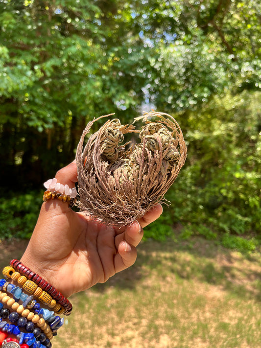 Rose of Jericho