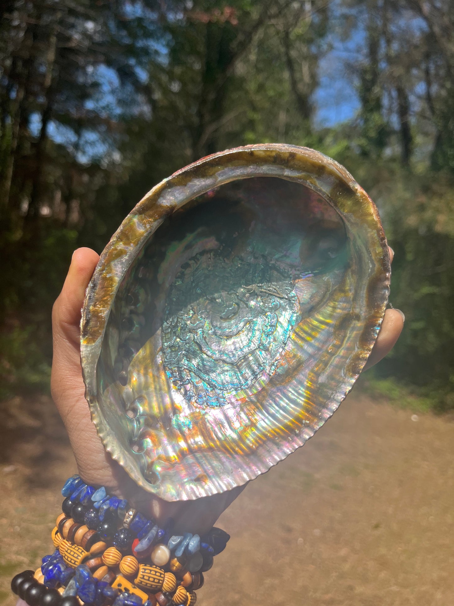 Large Abalone Shell