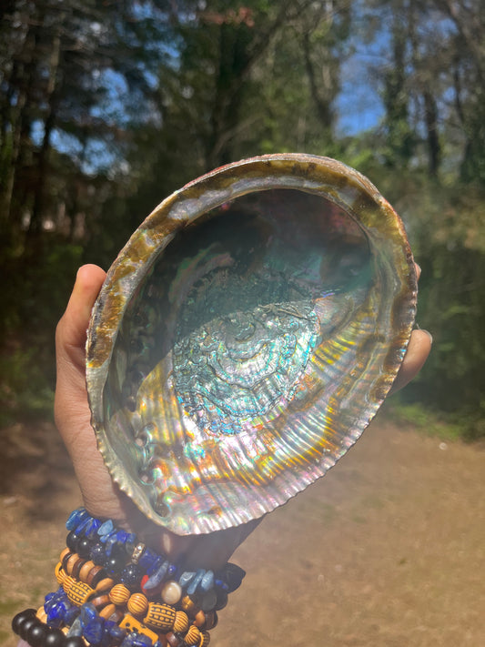 Large Abalone Shell