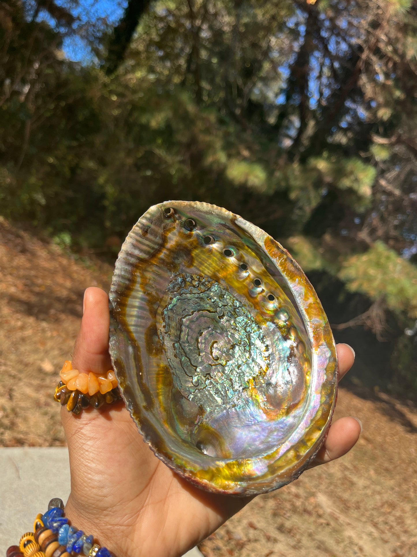 Large Abalone Shell