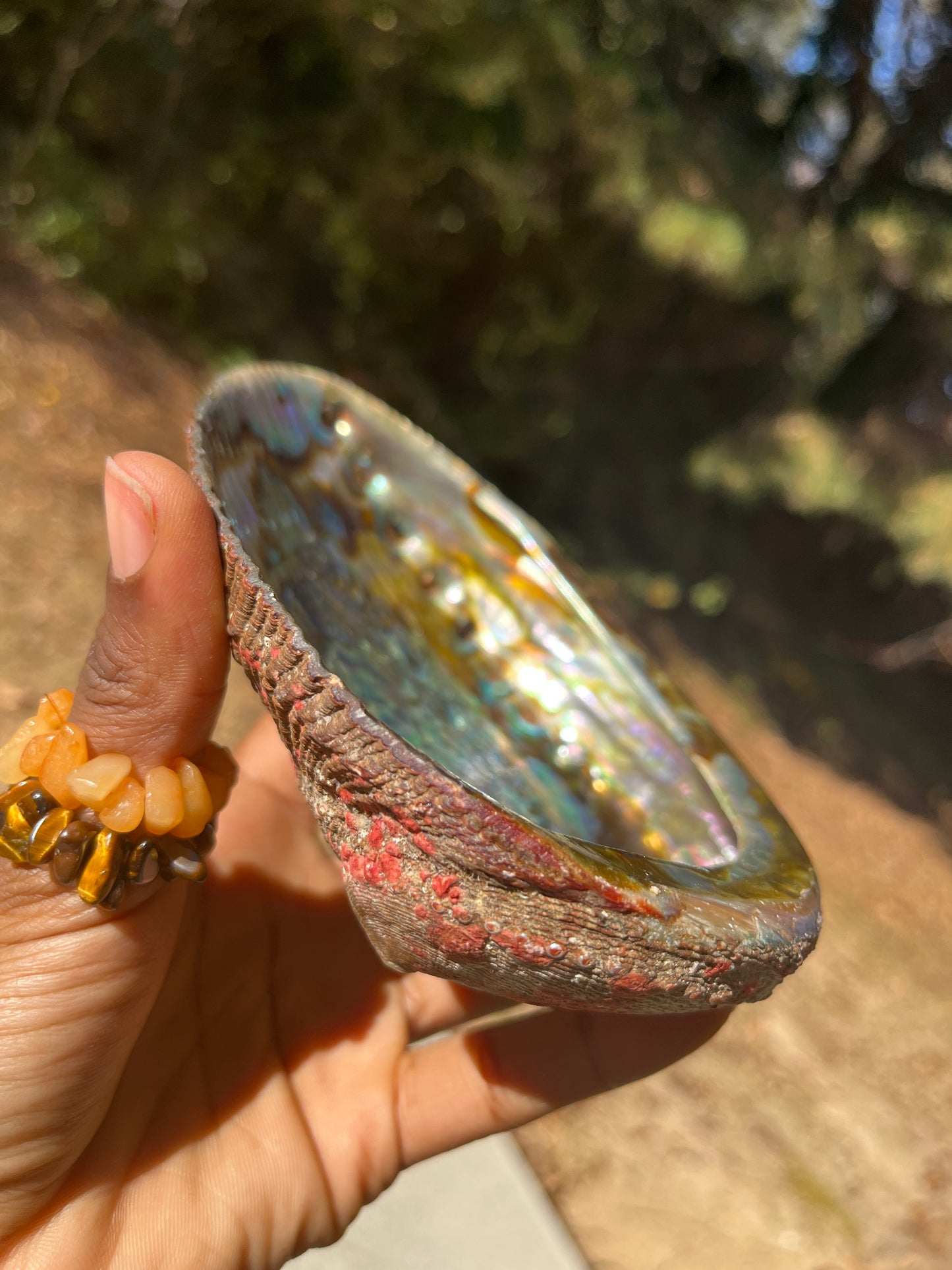 Large Abalone Shell