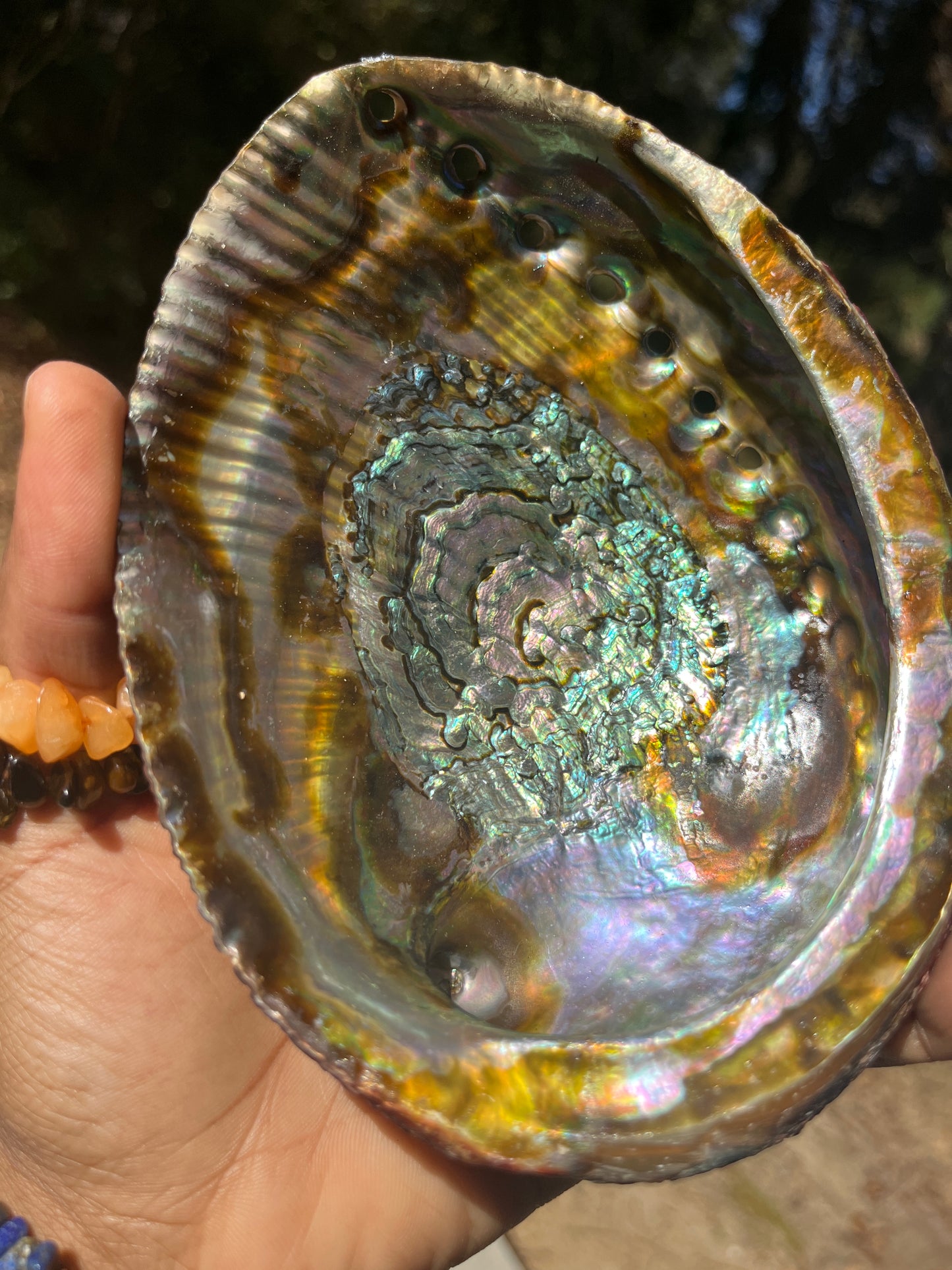 Large Abalone Shell