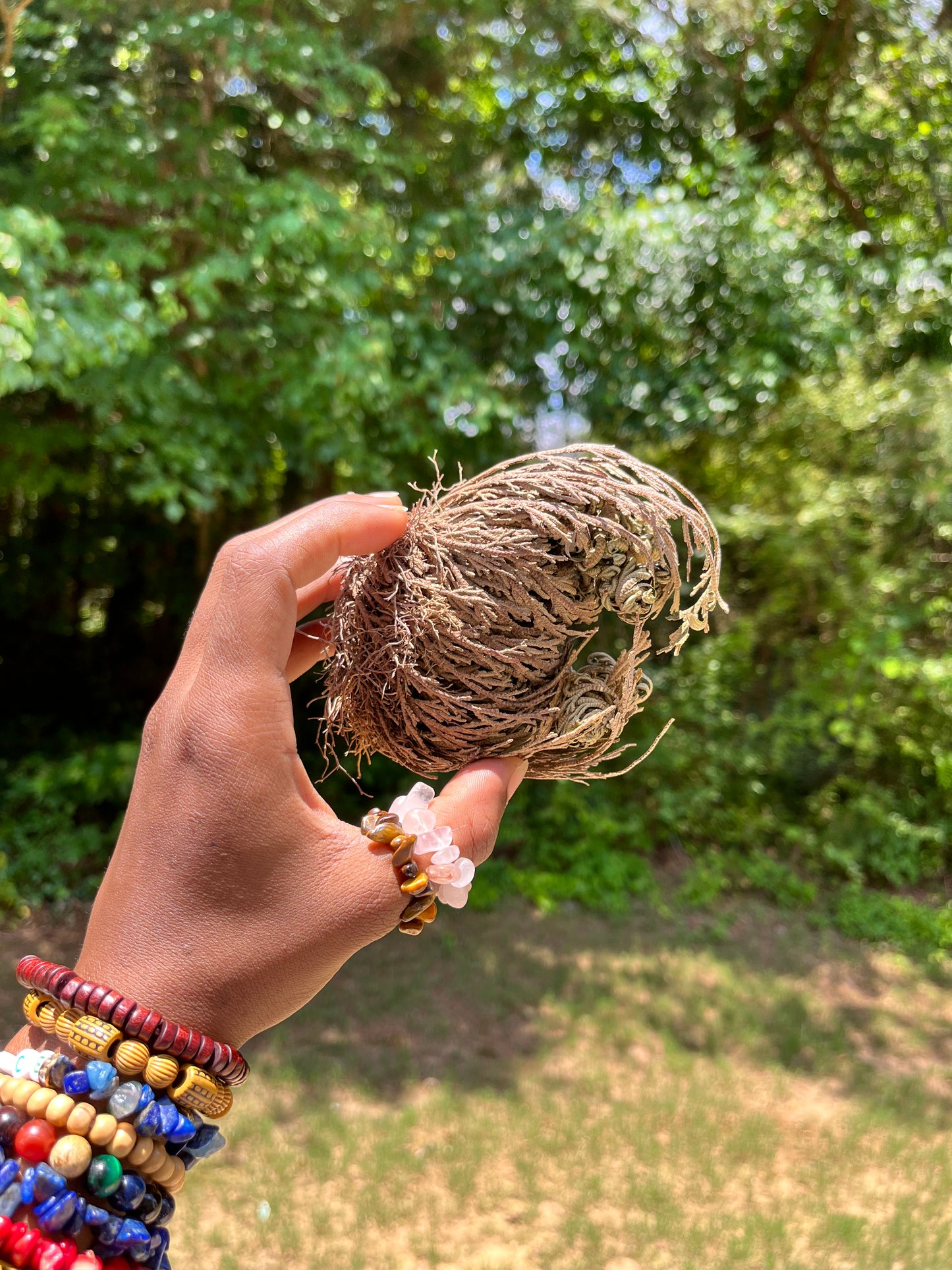 Rose of Jericho