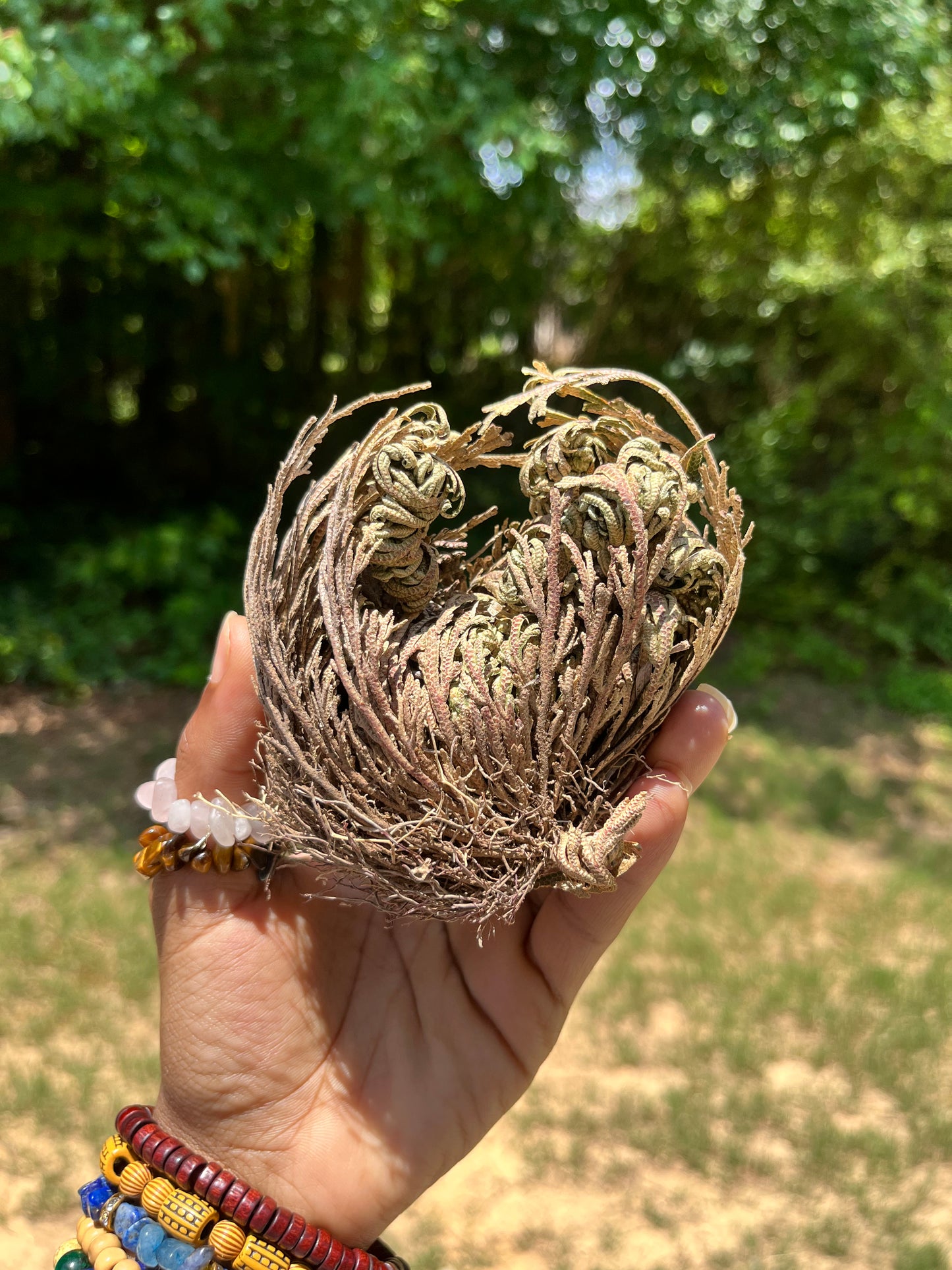 Rose of Jericho