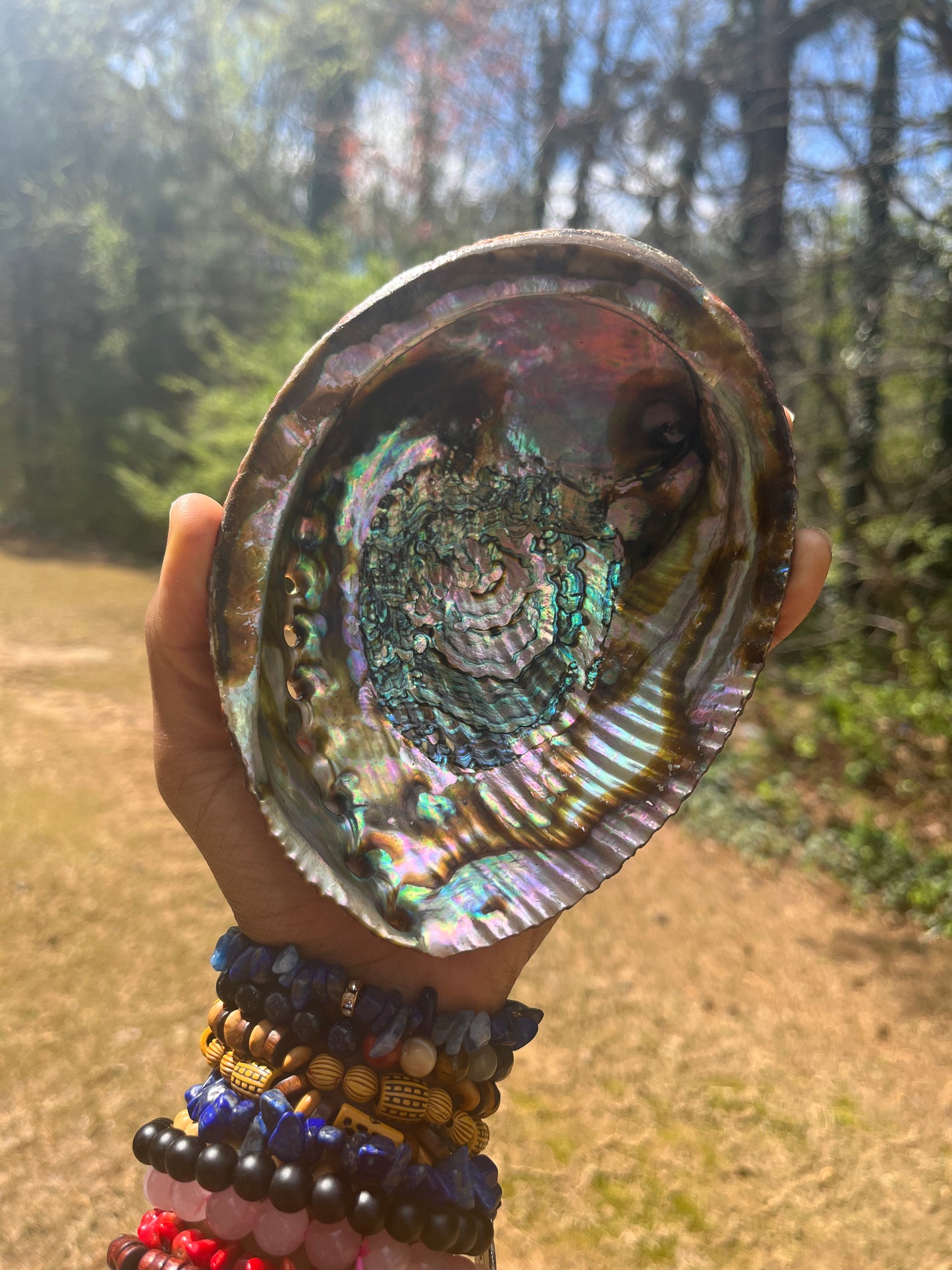 Large Abalone Shell