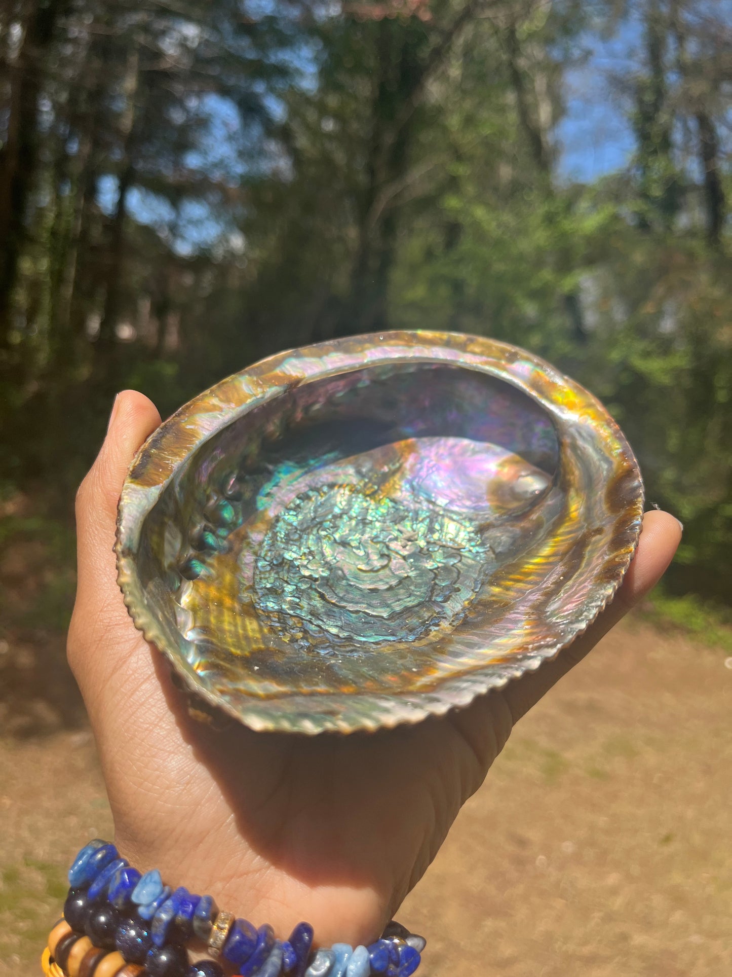 Large Abalone Shell