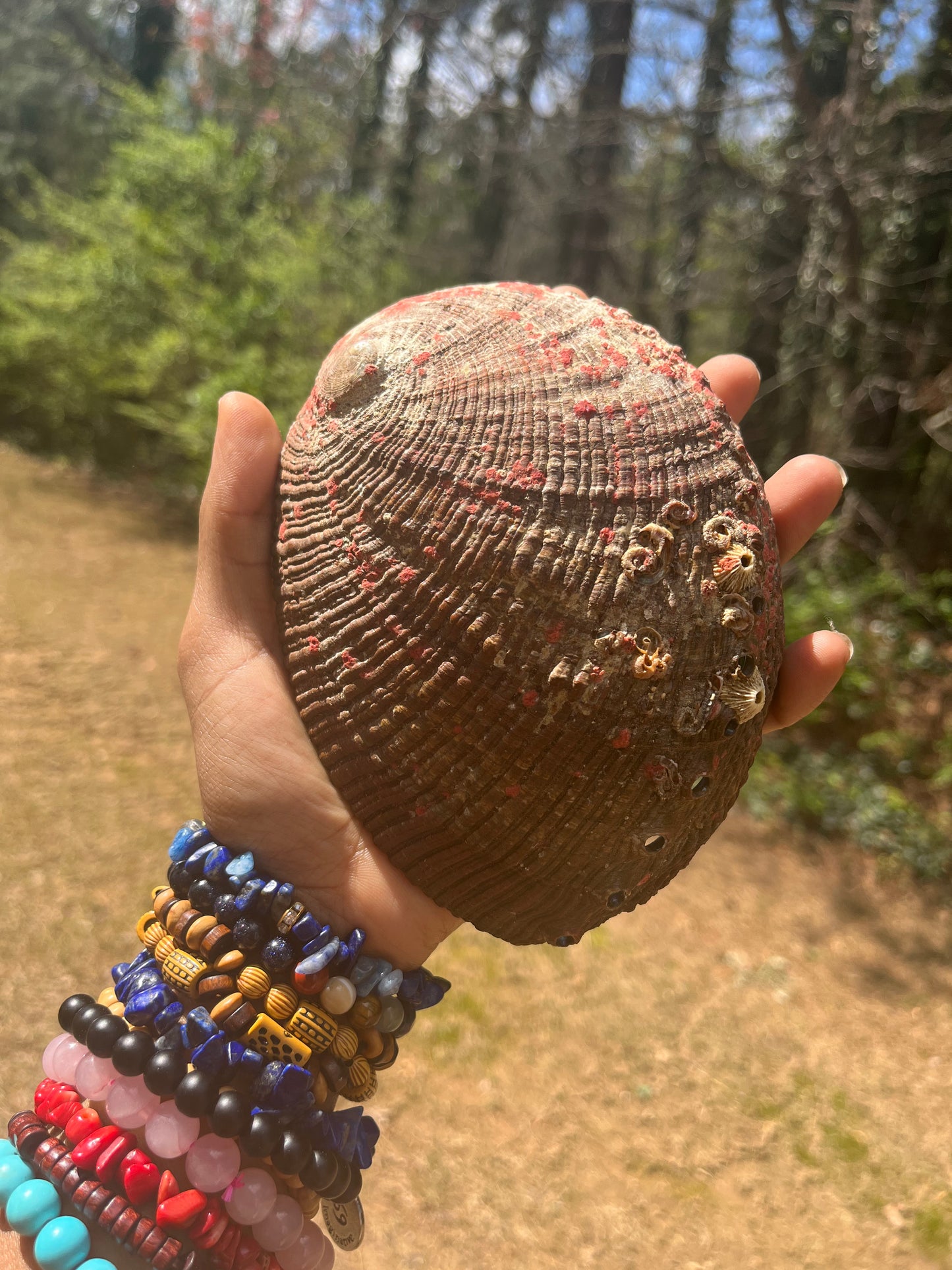 Large Abalone Shell