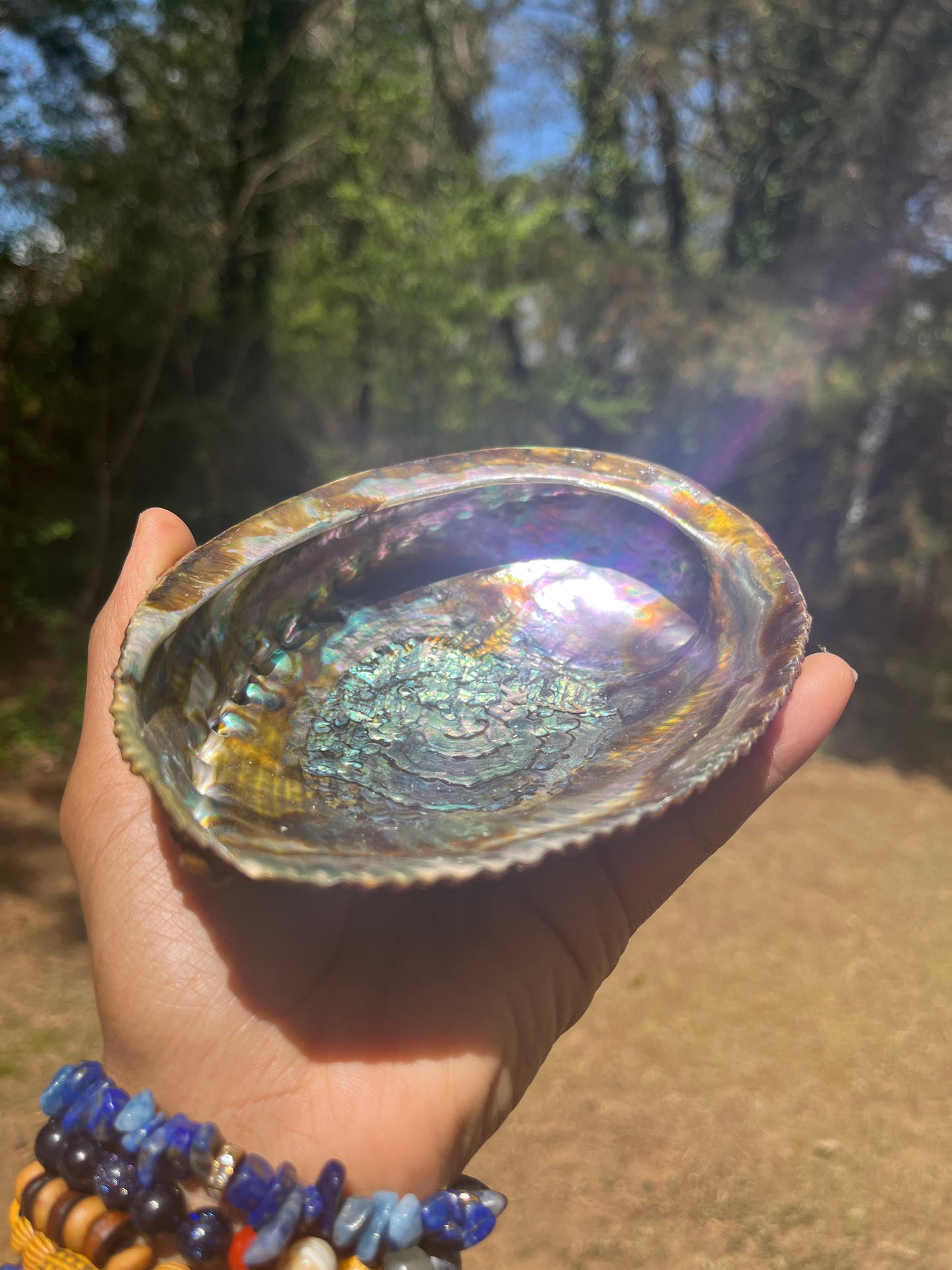 Large Abalone Shell