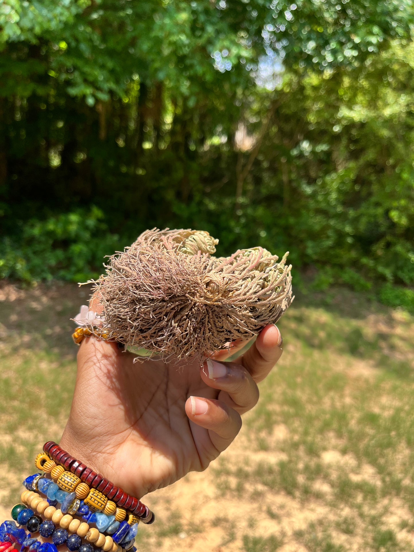 Rose of Jericho