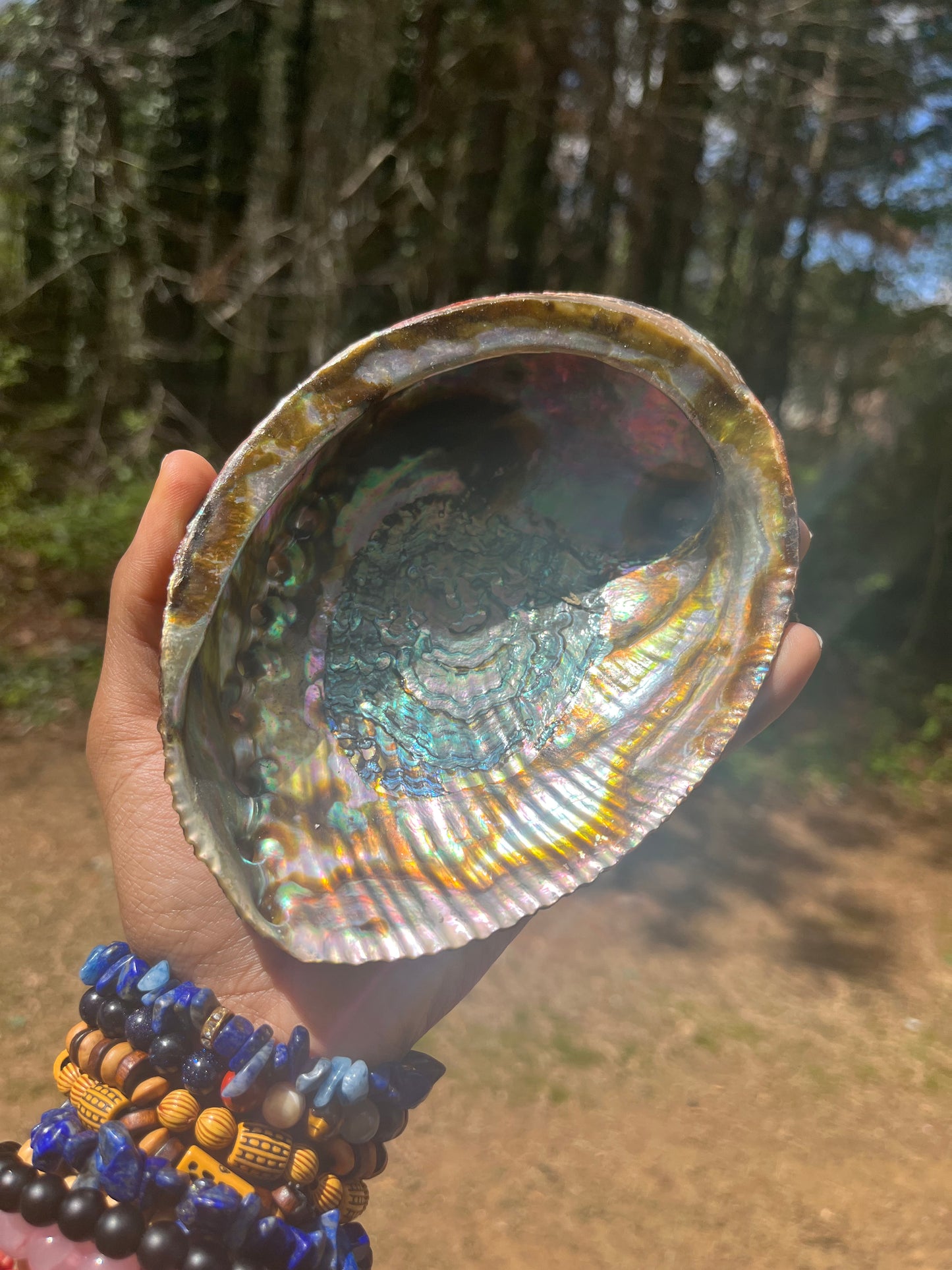 Large Abalone Shell