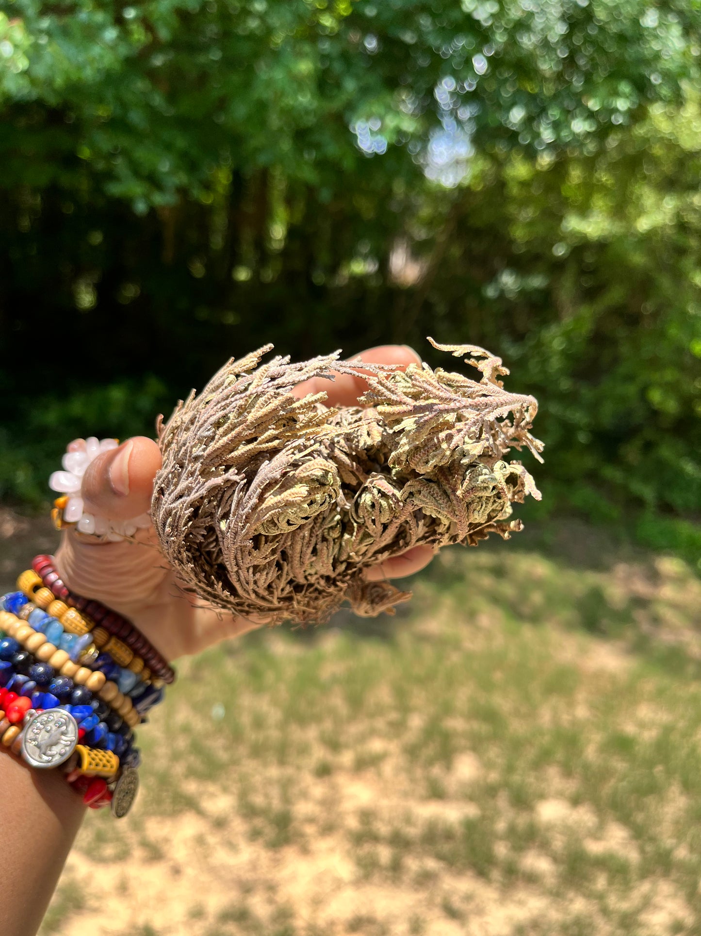 Rose of Jericho