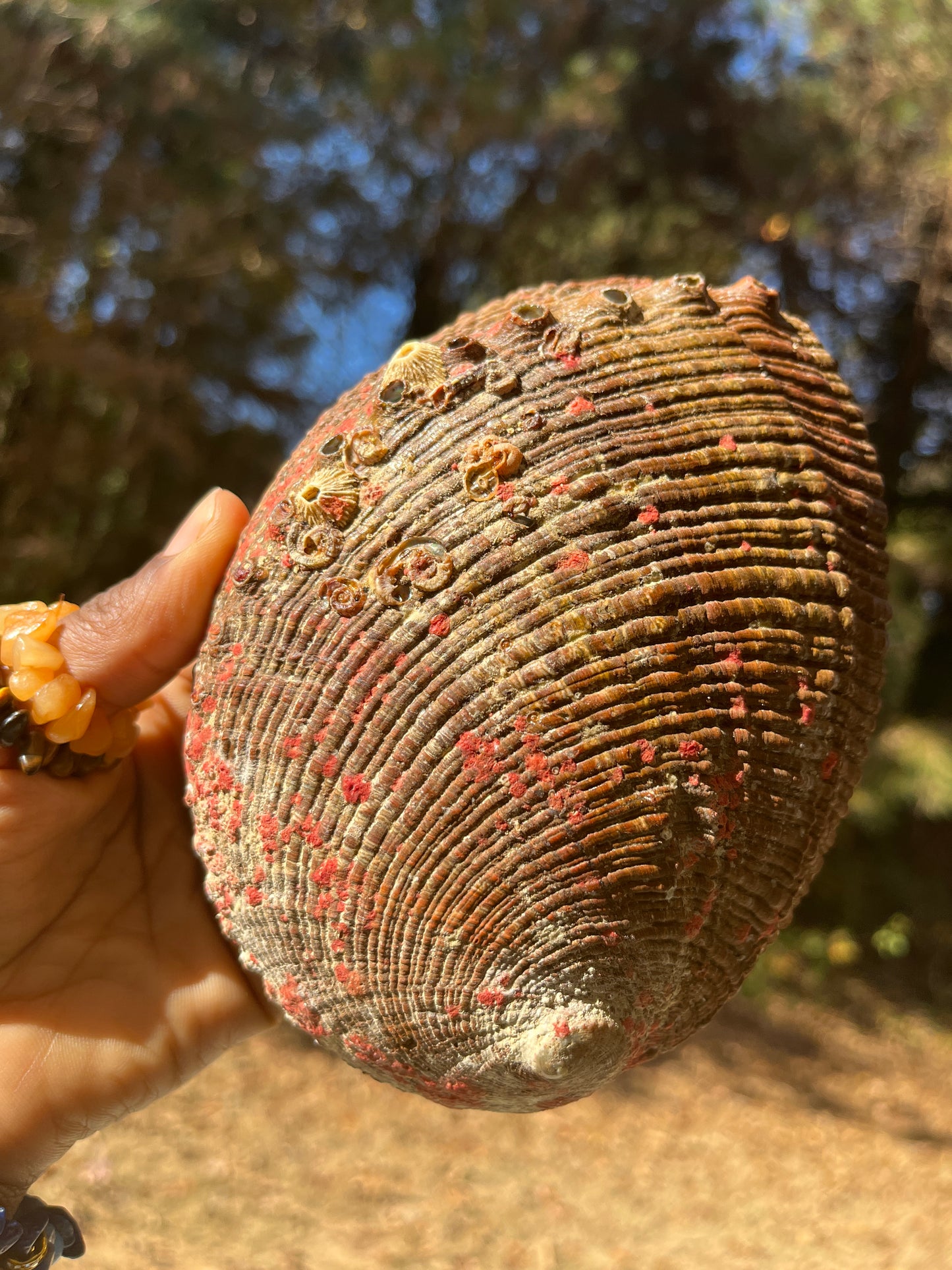 Large Abalone Shell